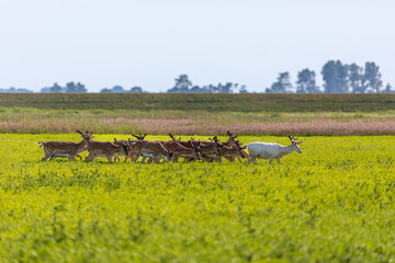 Weißer Hirsch mit Freunden vor dem Deich.
