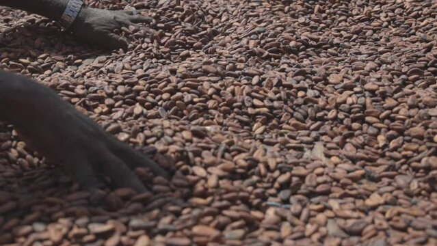 Farmers stirring dried cocoa beans or seeds from Ghana, Africa
