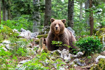 Brown bear - close encounter with a  wild brown bear eating in the forest and mountains of the Notranjska region in Slovenia
