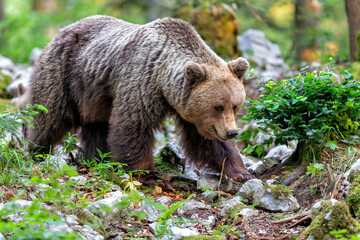 Fototapeta premium Brown bear - close encounter with a wild brown bear eating in the forest and mountains of the Notranjska region in Slovenia