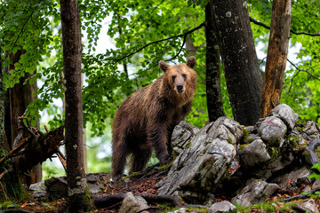 Brown bear - close encounter with a  wild brown bear eating in the forest and mountains of the...