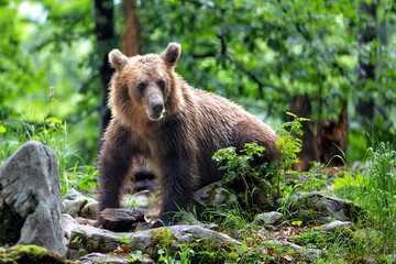 Fototapeta premium Brown bear - close encounter with a wild brown bear eating in the forest and mountains of the Notranjska region in Slovenia