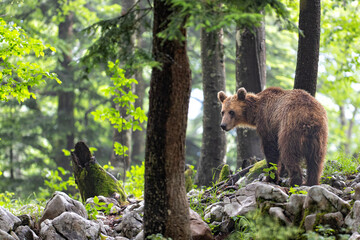Brown bear - close encounter with a  wild brown bear eating in the forest and mountains of the...