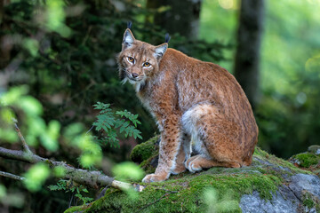 Naklejka na ściany i meble Lynx hanging around in the Bayerischer Wald National Park, Bayern, Germany
