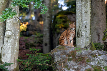 Lynx hanging around in the Bayerischer Wald National Park, Bayern, Germany