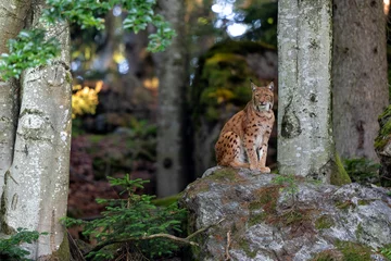Fotobehang Lynx Lynx hanging around in the Bayerischer Wald National Park, Bayern, Germany  © henk bogaard