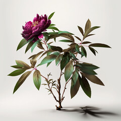 Magenta Peony with branches and leaves, ikebana art, ikebana minimalism, japanese aesthetic - Generative AI