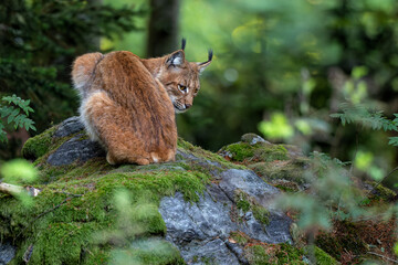 Lynx hanging around in the Bayerischer Wald National Park, Bayern, Germany © henk bogaard