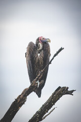 An African lappet-faced vulture perched on a tree. With a sharp beak and keen eyesight, this endangered species is a top predator, emphasizing the need for conservation to protect Africa's wildlife.