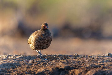 Swainson's Spurfowl (Pternistis swainsonii) coming to a waterhole in Mashatu Game Reserve in the Tuli Block in Botswana