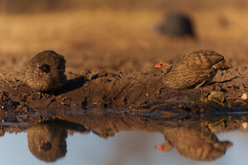 Swainson's Spurfowl (Pternistis swainsonii) coming to a waterhole in Mashatu Game Reserve in the Tuli Block in Botswana