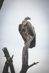 An African white-backed vulture, a top bird of prey perched atop a tree. This endangered species is a symbol of the importance of wildlife conservation efforts.