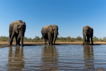 Obraz premium Elephants drinking and taking a bath in a waterhole in Mashatu Game Reserve in the Tuli Block in Botswana.