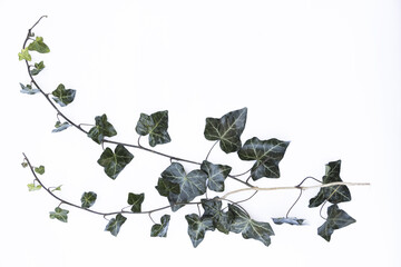 Ivy leaves on a white background