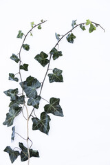Ivy leaves on a white background © Maria Aloisi