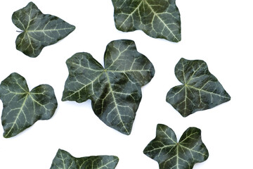 Ivy leaves on a white background