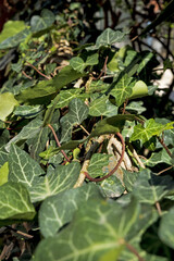 Ivy leaves on a white background