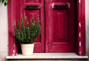 Flowering rosemary bush in white pot on a background of magenta old wooden door. Copy space.