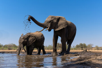 Fototapeta na wymiar Elephants drinking and taking a bath in a waterhole in Mashatu Game Reserve in the Tuli Block in Botswana.