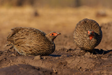 Swainson's Spurfowl (Pternistis swainsonii) coming to a waterhole in Mashatu Game Reserve in the Tuli Block in Botswana