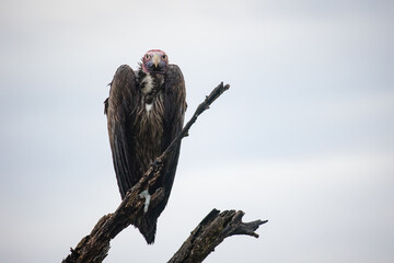 An African lappet-faced vulture perched on a tree. With a sharp beak and keen eyesight, this endangered species is a top predator, emphasizing the need for conservation to protect Africa's wildlife.