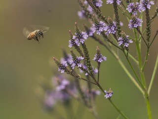 Closeup of a bee and blooming plant with blurred background