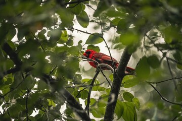 Closeup of a cute Northern cardinal on a tree branch with green leaves