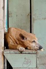 Portrait of Indian street dog in Ahmedabad