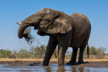 Elephants drinking and taking a bath in a waterhole in Mashatu Game Reserve in the Tuli Block in Botswana.