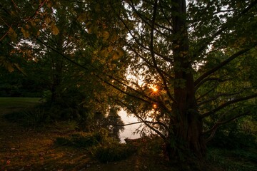 Obraz premium Low-angle view of a beautiful forest in Vancouver, Canada