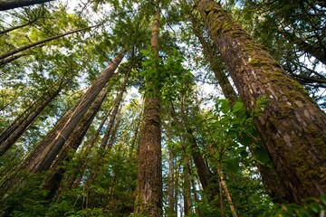 Fototapeta premium Low-angle view of a beautiful forest in Vancouver, Canada