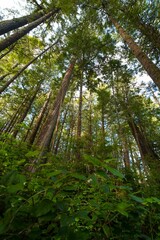 Low-angle view of a beautiful forest in Vancouver, Canada