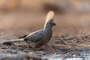 Grey Go-away-bird or Grey Lourie (Corythaixoides concolor) coming to a waterhole for a drink in Mashatu Game Reserve in The Tuli Block in Botswana