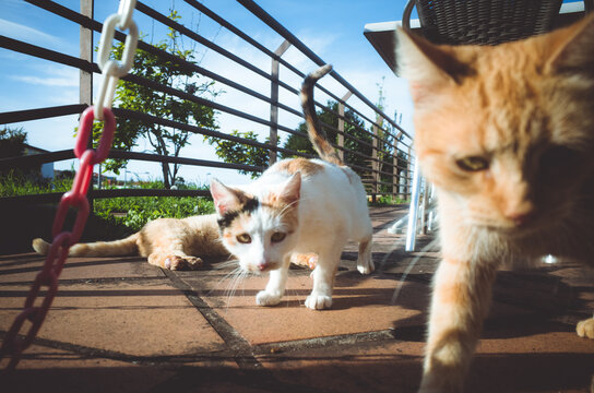 Colonia Felina
