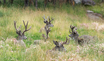 Deer in Canadian Nature during colorful Fall Season. Yukon, Canada.