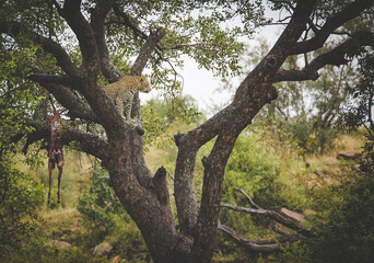 Fototapeta na wymiar A stunning photo captures a leopard in a tree with an impala kill. Witness Africa's wildlife and the importance of conservation to protect endangered species and preserve biodiversity.