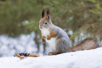 Naklejka na ściany i meble Forest wild squirrel sits on the snow eating raw seeds and oak acorns.