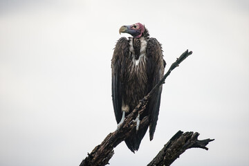 An African lappet-faced vulture perched on a tree. With a sharp beak and keen eyesight, this endangered species is a top predator, emphasizing the need for conservation to protect Africa's wildlife.