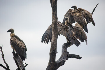 An African white-backed vulture, a top bird of prey perched atop a tree. This endangered species is a symbol of the importance of wildlife conservation efforts.