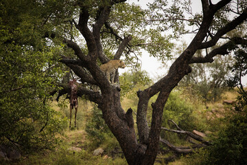 A stunning photo captures a leopard in a tree with an impala kill. Witness Africa's wildlife and the importance of conservation to protect endangered species and preserve biodiversity.