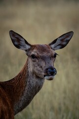 Selective focus shot of female deer