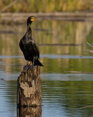Double Crested Cormorant perched near a lake