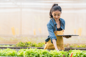 Young Asian woman smart farmer or organic farm agronomist, Checking a fresh green vegetables...