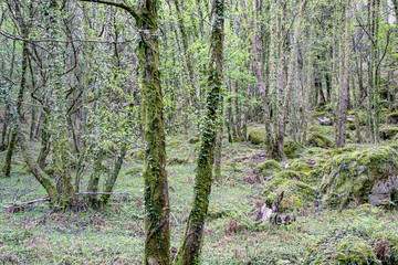 Geres green woods during spring