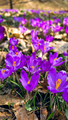 violet crocuses in park 