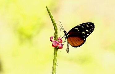 a butterfly on a stem with flowers in the background and a blurry yellow background