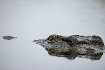 Close up image of a Nile Crocodile in the water laying in ambush for its prey