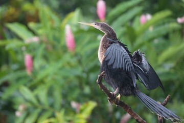Darter perched atop a tree branch with its wings spread wide, basking in the sunlight
