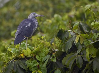 Blue herron perched atop a vibrant green leafy tree branch surrounded by lush foliage