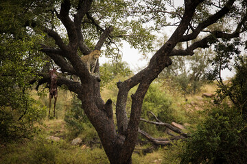 Fototapeta premium A stunning photo captures a leopard in a tree with an impala kill. Witness Africa's wildlife and the importance of conservation to protect endangered species and preserve biodiversity.